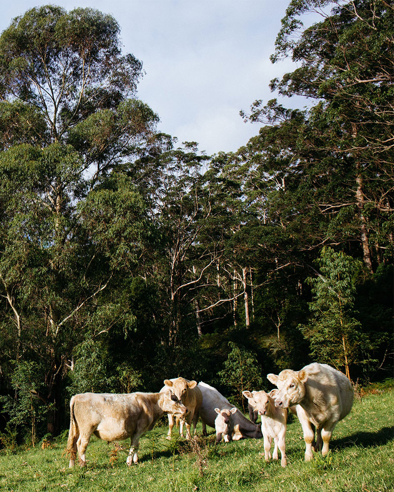 quality of farm life at winderong