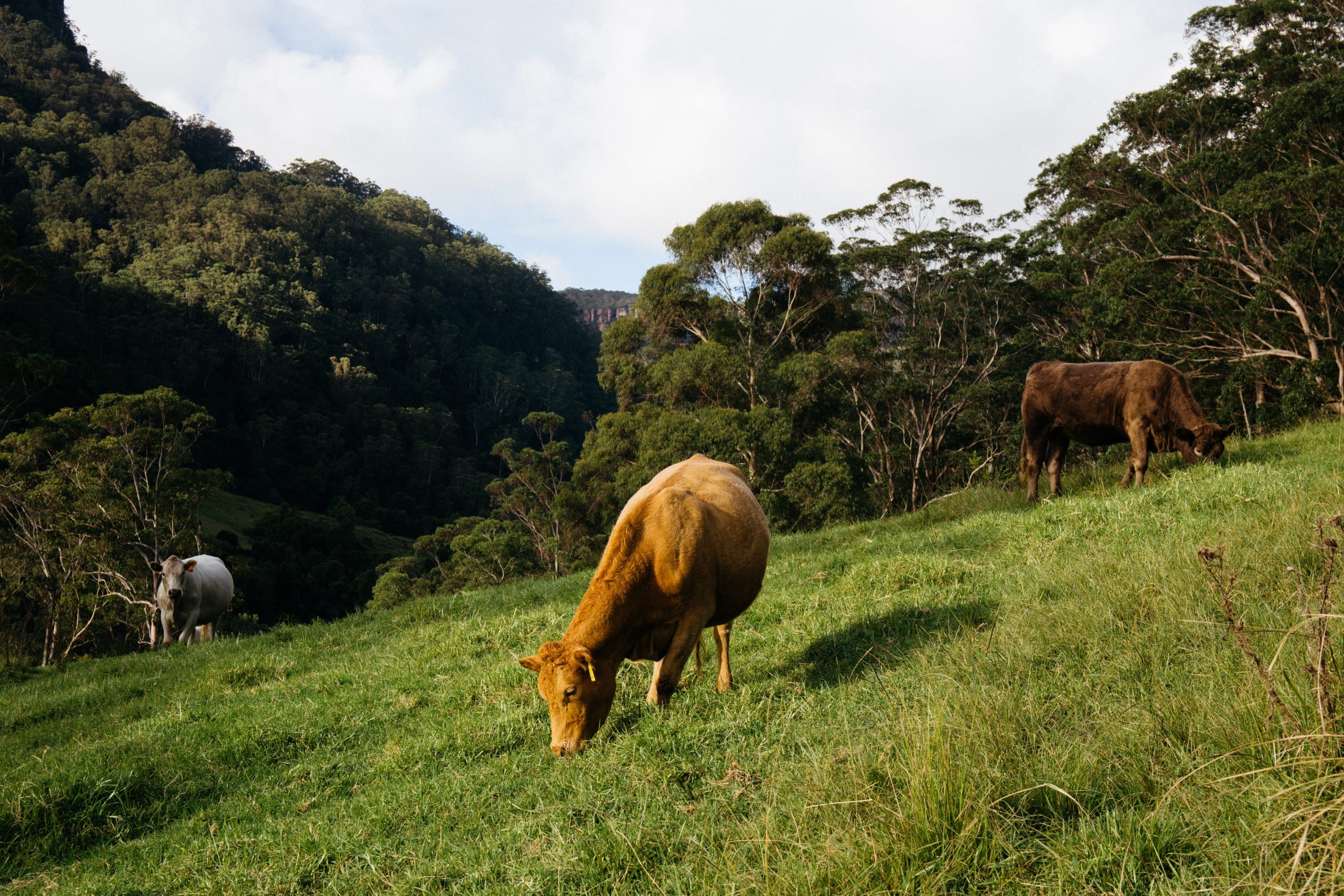 Winderong farm cows