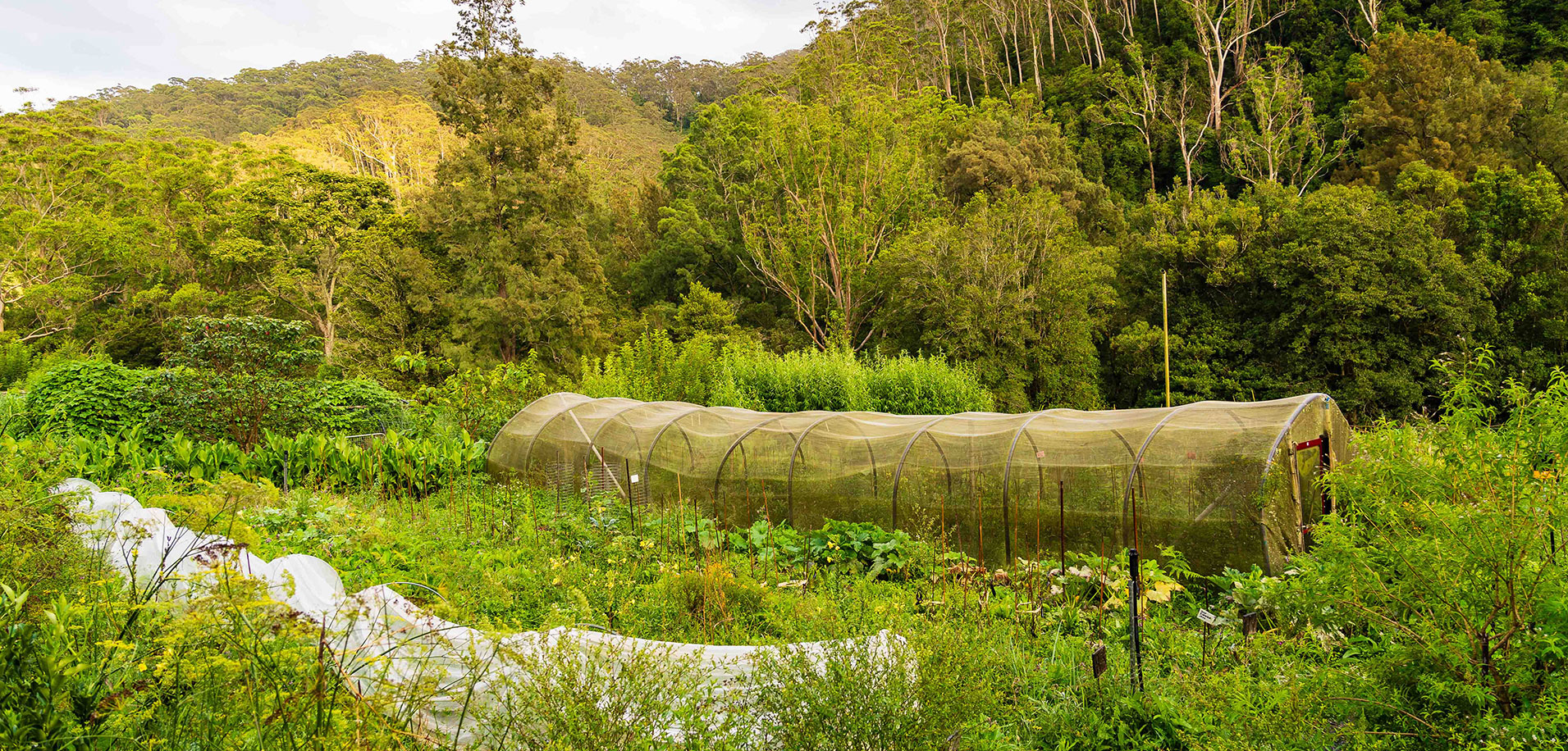 Growing Regenerative Stewardship Opportunity