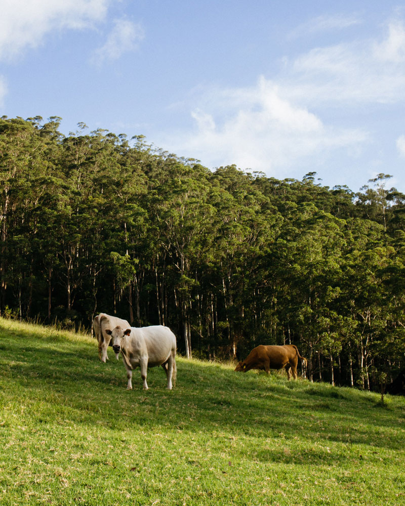 working holiday visa at winderong farm
